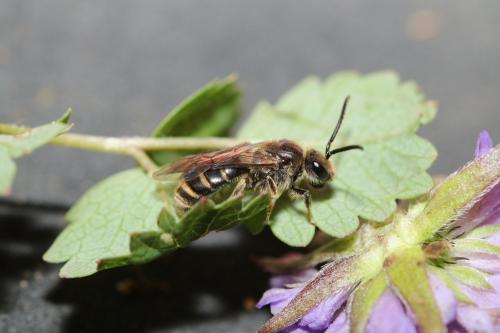 Lasioglossum sp.